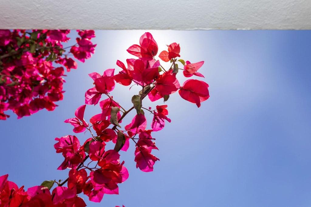 Flight + Stay at Manolita image 58